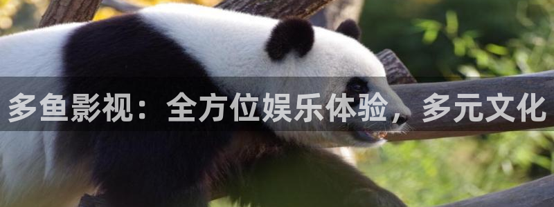 星空影电影：多鱼影视：全方位娱乐体验，多元文化